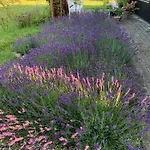 Summer Bliss With Vibrant Garden In Nodebohuse Hundested