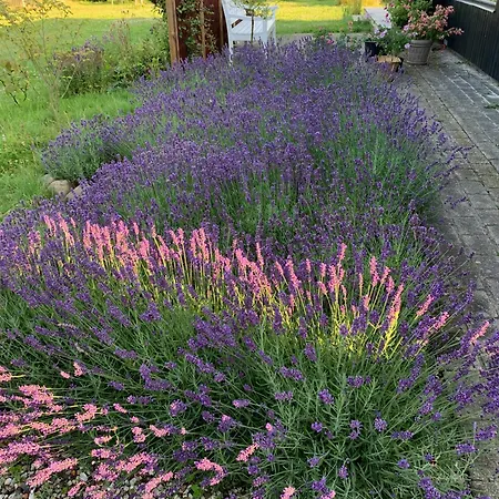 Summer Bliss With Vibrant Garden In Nodebohuse Hundested