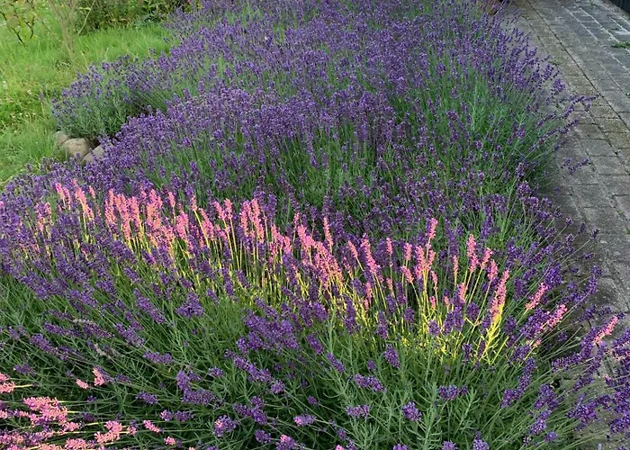 Summer Bliss With Vibrant Garden In Nodebohuse Hundested